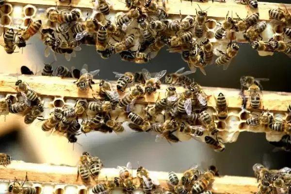 如何有效用卫生球防治蜂螨，研成粉末后放入蜂箱底部即可插图5