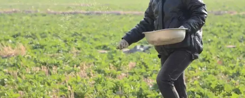 立春后油菜如何施肥，严格控制氮肥的施用量-会东网