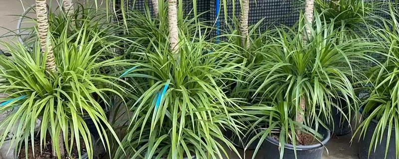 龙须树和龙血树的区别对比 ,龙须树和龙血树株型差异在哪？-会东网