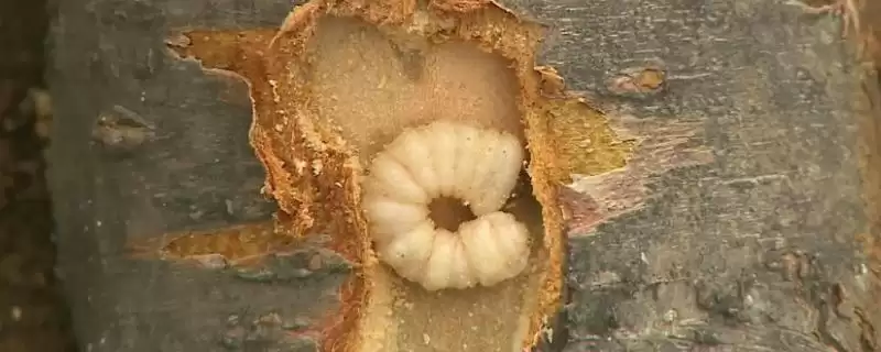 防治天牛幼虫的方法和重点?防天牛幼虫要做好哪些细节?插图 防治天牛幼虫的方法和重点?防天牛幼虫要做好哪些细节?插图