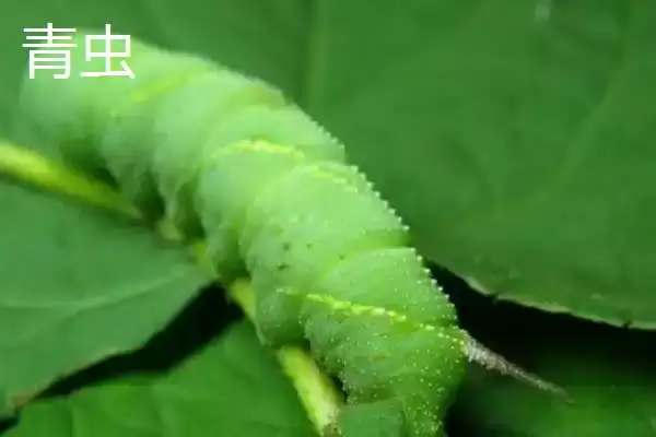 敌百杀虫剂的使用注意事项，不宜与碱性药物同时使用插图7