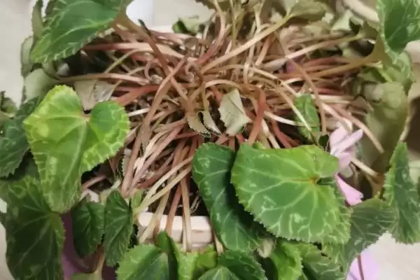 仙客来叶子发黄的原因和要点？分析仙客来叶黄原因需关注哪些方面？插图2