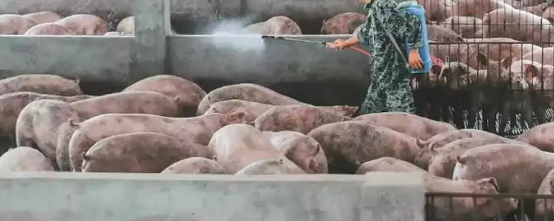 在无非洲猪瘟地区养生猪的方法和重点？养猪要做好哪些常规防疫细节？-会东网