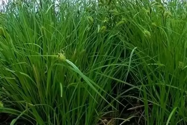 乌拉草的基本介绍和要点？了解乌拉草需关注哪些关键信息？插图1