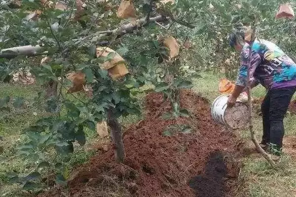 苹果水裂纹发生原因及防治方法，需对症下药插图3