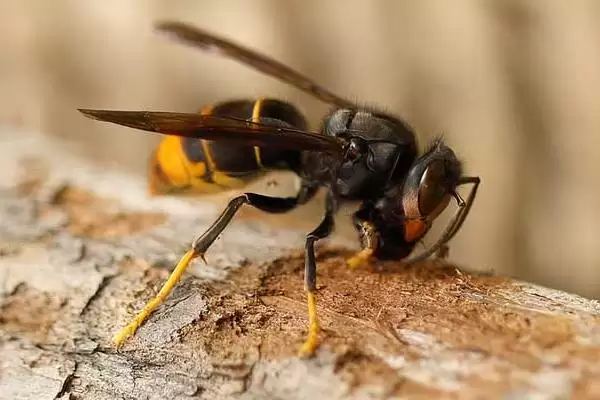 虎头蜂的种类，常见的有中国大虎头蜂、大黄腰虎头蜂等插图3