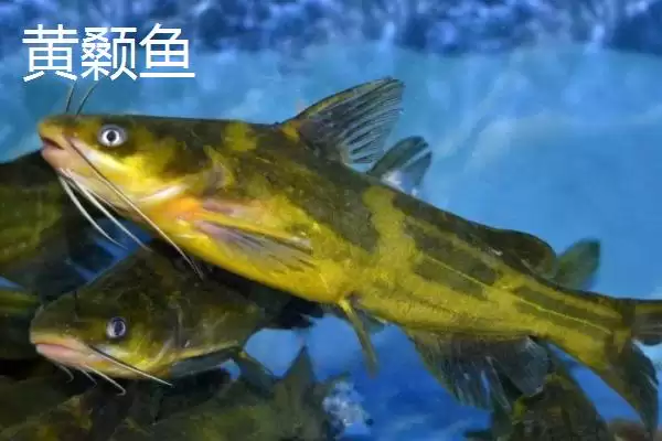 清江鱼种类全解：并不特指某一种鱼的丰富品类插图5