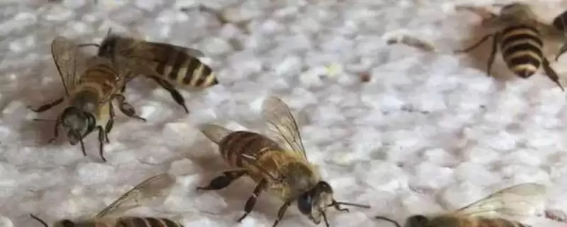 如何有效用卫生球防治蜂螨，研成粉末后放入蜂箱底部即可-会东网