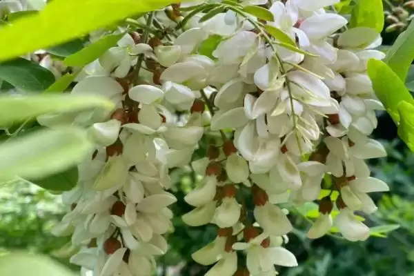 中国十大蜜源植物，花期持续时间长短不一插图2