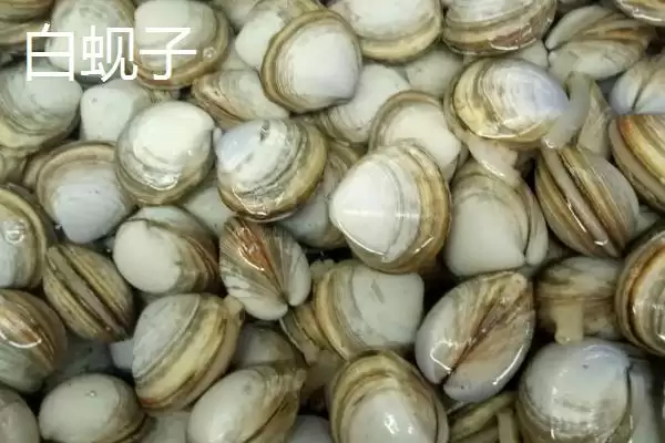 可食用贝类海鲜大盘点：蚬子、蛏子、北极贝等你品尝插图2