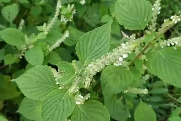 紫苏生长周期属性的要点和判断?判断紫苏生长周期需注意什么?插图5 紫苏生长周期属性的要点和判断?判断紫苏生长周期需注意什么?插图5