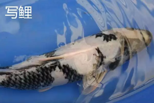 锦鲤的常见品种 ,锦鲤有哪些常见的品种类型呢插图4