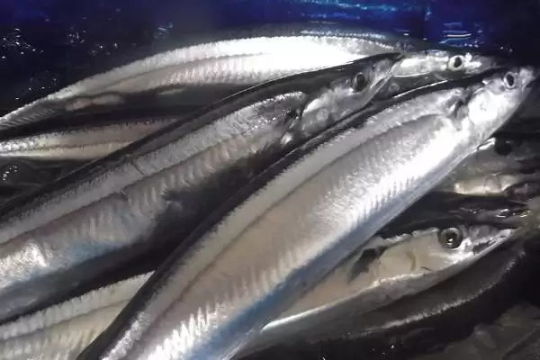 秋刀鱼的营养价值与食用建议：好吃但不可多吃的原因插图2