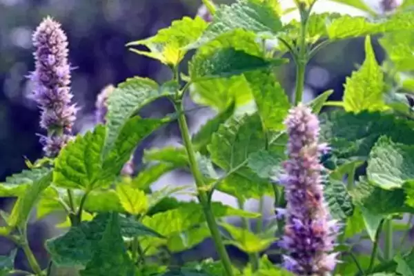 藿香什么时候开花，每年6-9月开花插图3