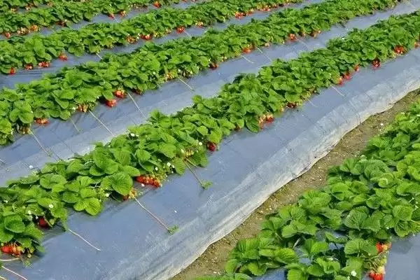 草莓采收后怎么管理，要追施复合肥并摘除匍匐茎和枯叶插图3