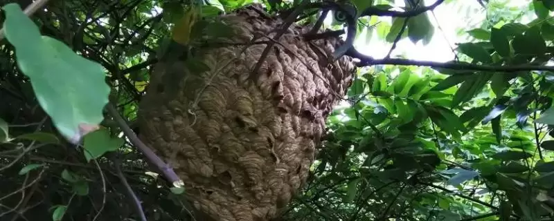 捅了马蜂窝过多久蜜蜂才会离开，大型马蜂可能会停留1-2天-会东网