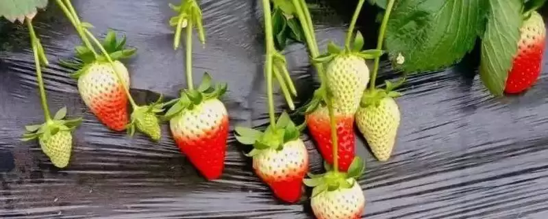 草莓第二年要不要重新种,在第二年不用重新育苗种植插图 草莓第二年要不要重新种,在第二年不用重新育苗种植插图
