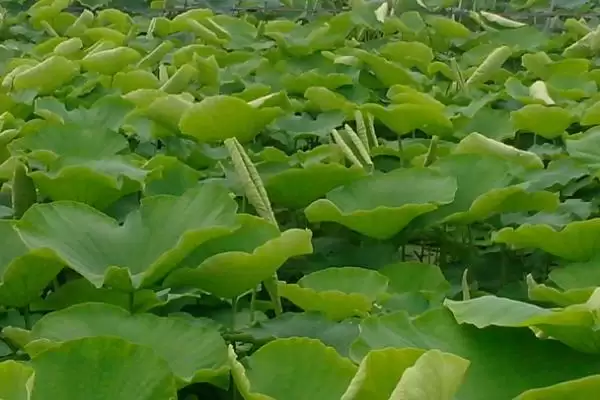 莲藕的施肥间隔时间 ,莲藕施肥间隔为什么是半个月？插图1