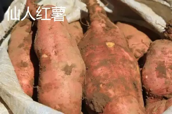 山西阳泉的特产，连翘茶是当地的特色茶种插图8