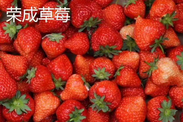 山东荣成的特产，荣成海参堪称参中之王插图5