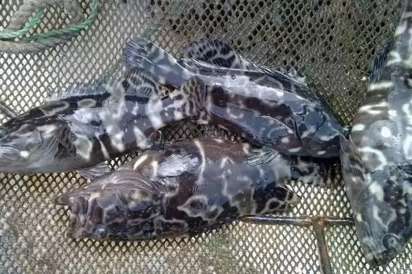 老虎斑的育苗方法 ,老虎斑育苗选鱼苗有何关键要点？插图4