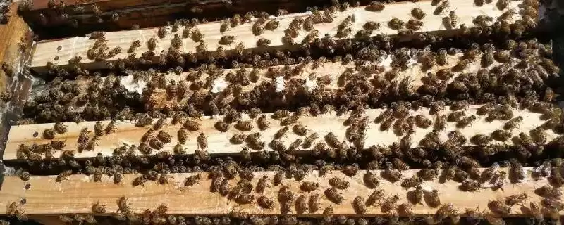 一箱蜜蜂一年产多少蜜，蜂种、蜜源、气候和技术均会影响产量-会东网