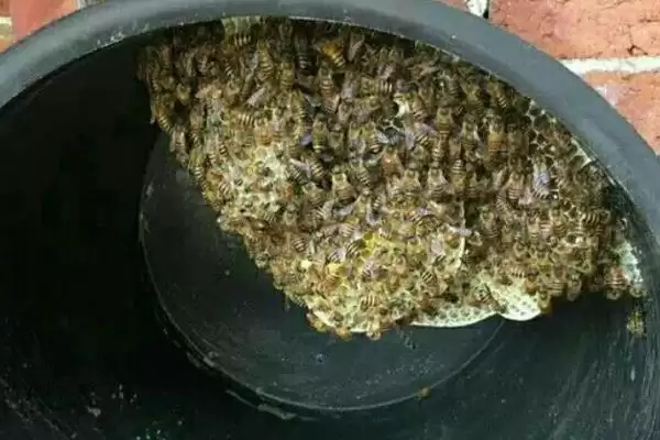 桶养中华蜜蜂有什么缺点，管理不便、产蜜量低、不利于保护蜂种插图3
