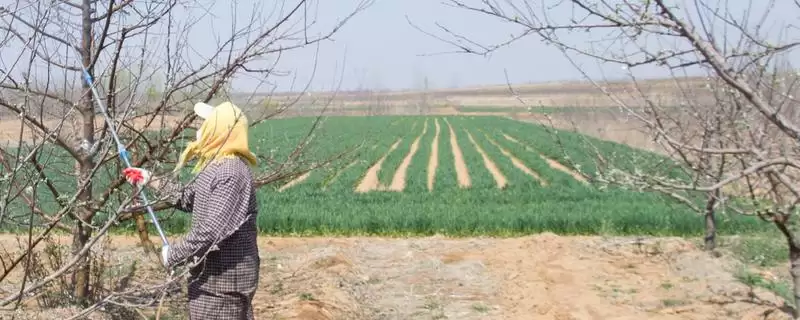 春季苹果园如何正确清园，包含物理清园和化学清园-会东网