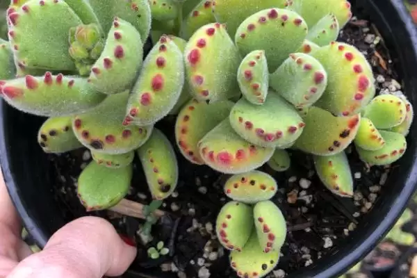 养殖熊童子的方法和重点?养殖熊童子要做好哪些细节?插图4 养殖熊童子的方法和重点?养殖熊童子要做好哪些细节?插图4