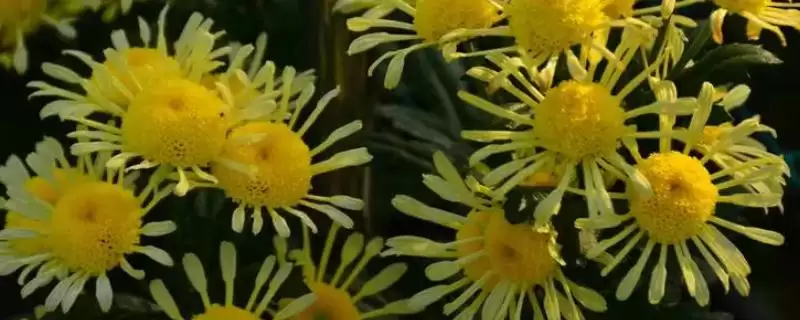 菊花的颜色种类 ,菊花常见的颜色有哪些呢？-会东网