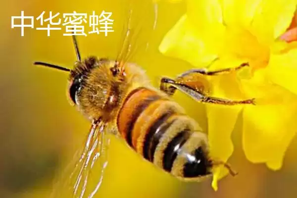 蜜蜂品种和优缺点介绍，包括中华蜜蜂、意大利蜂、东北黑蜂等种类插图1