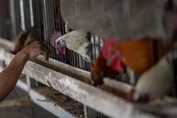 提高养鸡经济效益的方法和重点？养鸡要做好哪些效益提升策略？插图9