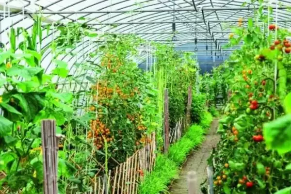 蔬菜卖不出去的情况下怎么办？应对蔬菜滞销要采取哪些有效的解决办法？插图2