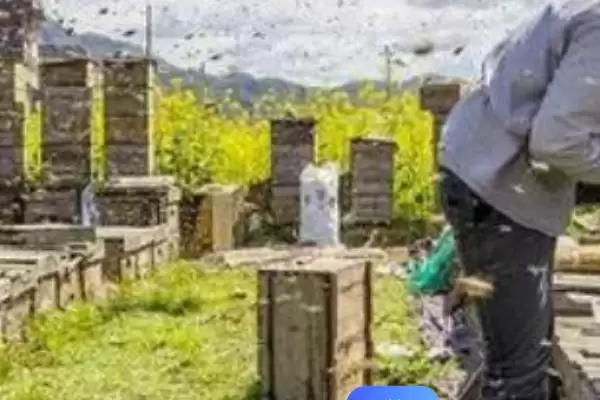 养蜂有没有补贴，取决于当地的政策插图8