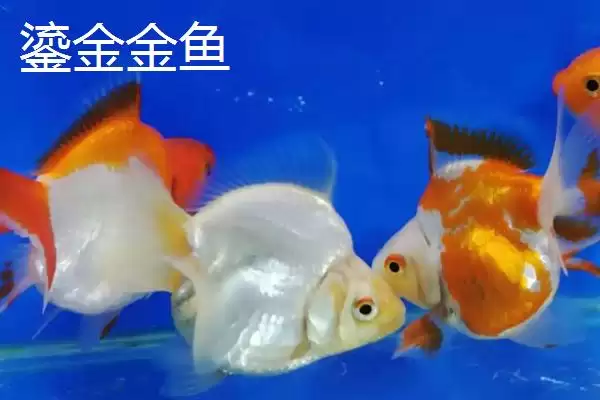 买金鱼去哪里买比较好 ,买金鱼选择什么市场合适插图3