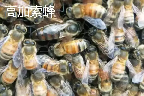 蜜蜂品种和优缺点介绍，包括中华蜜蜂、意大利蜂、东北黑蜂等种类插图4