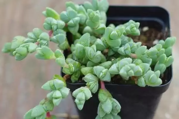 给碧玉莲上盆的方法和重点？给碧玉莲上盆要做好哪些细节？插图6