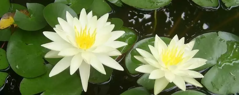 小睡莲无土水培的方法和要点?无土水培小睡莲需掌握哪些关键技巧?插图 小睡莲无土水培的方法和要点?无土水培小睡莲需掌握哪些关键技巧?插图