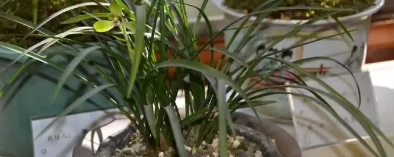 兰花的种植方法 ,兰花种植前消毒杀菌有何重要性？-会东网