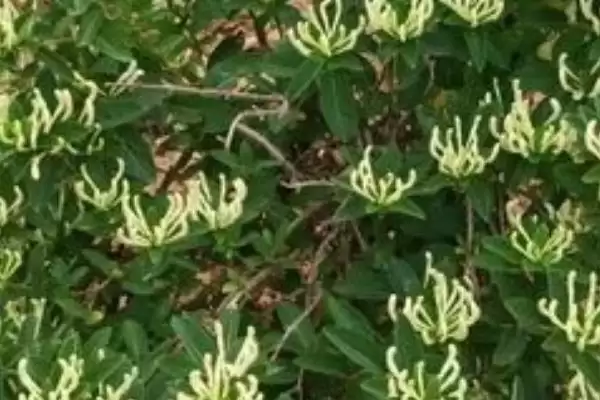 金银花苗的品种介绍 ,如何选择金银花苗的品种呢插图1