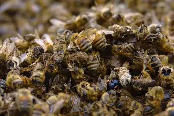 蜜蜂越冬死亡的原因，越冬是蜜蜂生存最大的考验插图2