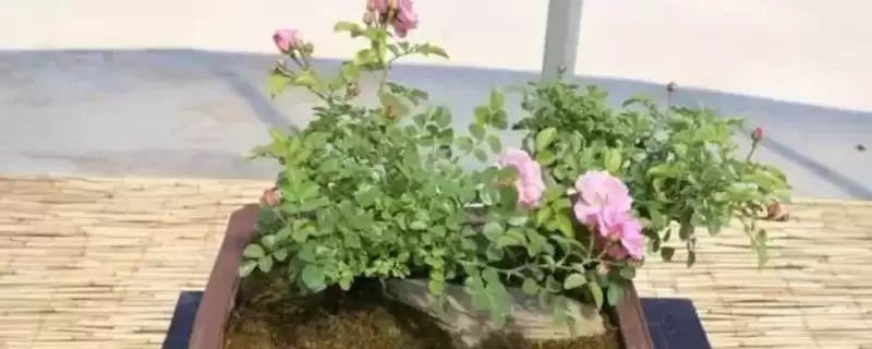 蔷薇花不长原因剖析:光照不足或养分不足的影响插图 蔷薇花不长原因剖析:光照不足或养分不足的影响插图