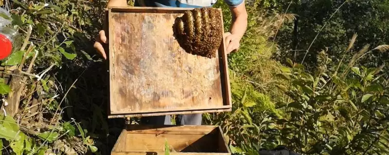 为什么南方11到12月诱蜂，耐寒性较强的蜜源植物开始开花泌蜜了-会东网