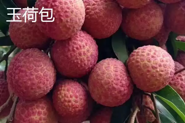 御金球荔枝品种的特性，生长势较强且裂果率低插图4