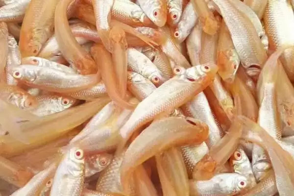 金丝鲩的产地 ,金丝鲩的主要产地在哪些地方插图1