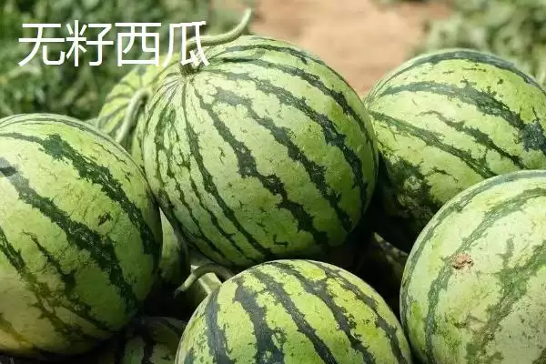了解西瓜常见品种的方法和重点?认识西瓜品种要做好哪些细节?插图3 了解西瓜常见品种的方法和重点?认识西瓜品种要做好哪些细节?插图3