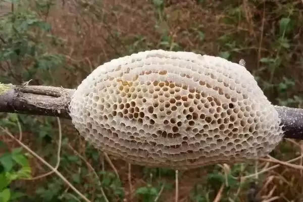 什么气味能让蜜蜂弃巢，烟味会让蜜蜂弃巢插图1
