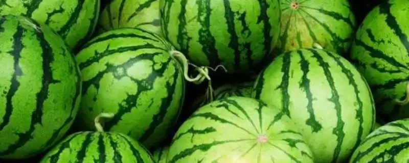 防治西瓜细菌性角斑病的方法和重点？种西瓜防角斑病要做好哪些细节？-会东网