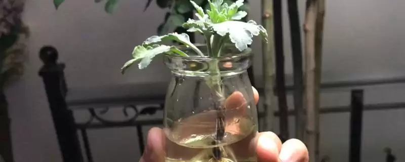 水培菊花为什么不生根？探究水培菊花不生根原因要考虑哪些因素？-会东网