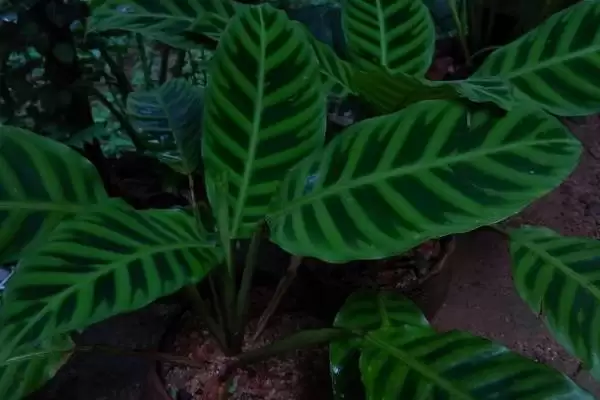 猫眼竹芋要怎么进行养殖呢 ,猫眼竹芋养殖温度保持 20-30℃插图2